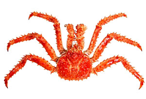 Alaska King Crab Image