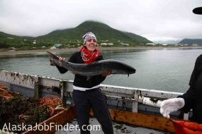 Alaska King Salmon Harvest photo
